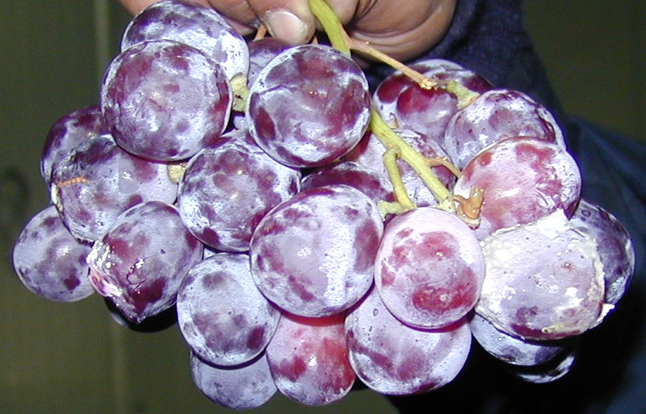 Jaime Auger y potencial de Botrytis